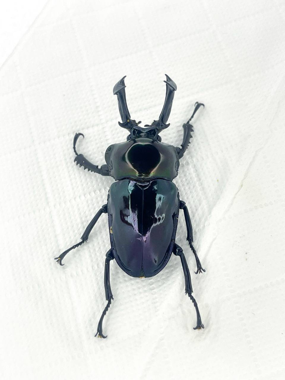 Thick horn form